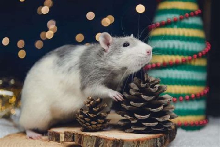 Do mice eat pine cones?