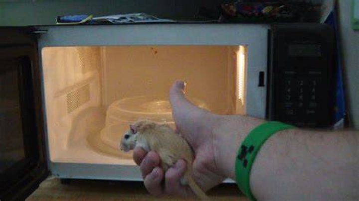 Gerbil Blows Up In Microwave YouTube