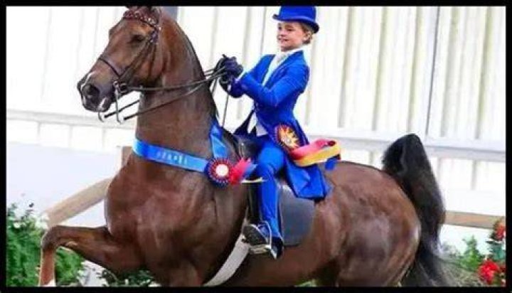 Madison And Rosie Saddlebred Accident: Horse Riding Death Of The Rider