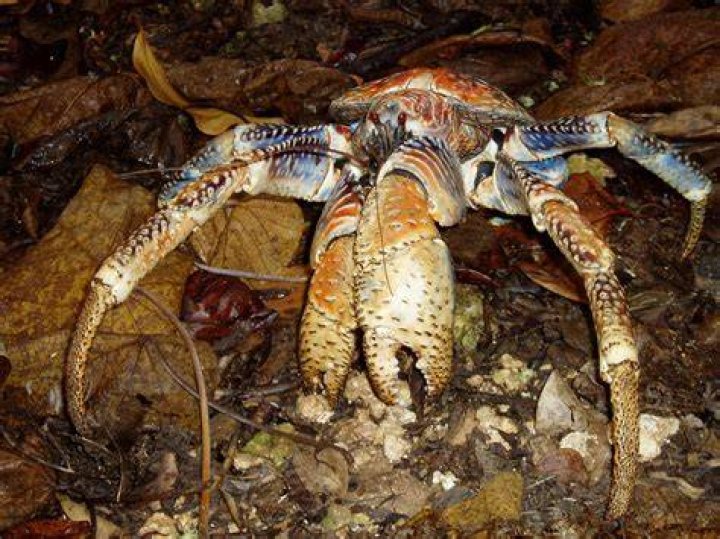 Real Monstrosities Coconut Crab