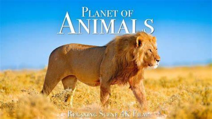 Unlocking The Wonders Of Animal Planet