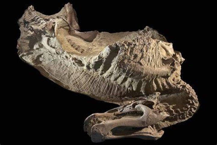 Unravel The Mystery: Dinosaur Sleep Secrets Revealed