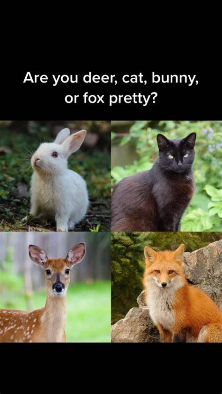 Unveil The Enchanting World Of "Bunny Pretty Fox Deer Cat Examples"