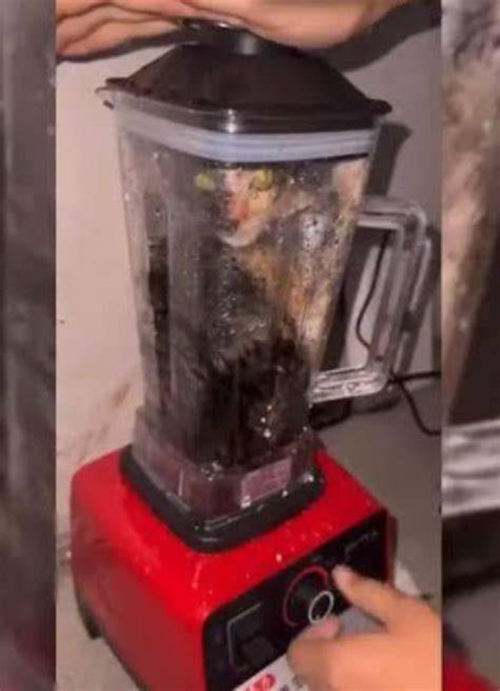 Unveiling The Horrors: Cat Blender Exposed